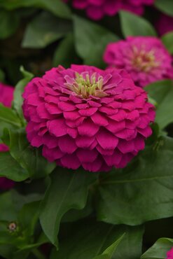 Zinnia Double Cherry Jumbo Six Pack