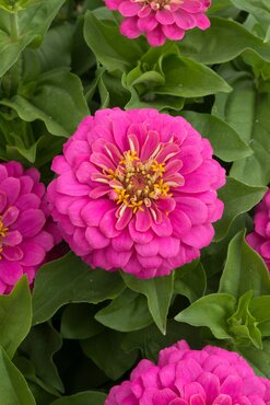 Zinnia Double Pink 1 Litre