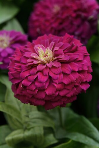 Zinnia Double Purple 1 Litre