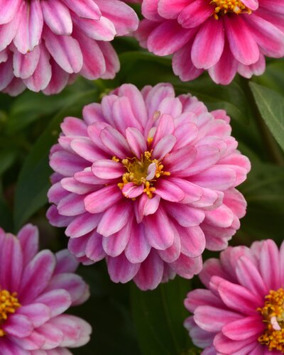 Zinnia Double Raspberry Ripple Jumbo Six Pack