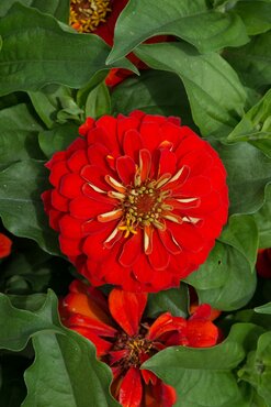 Zinnia Double Scarlet 1 Litre