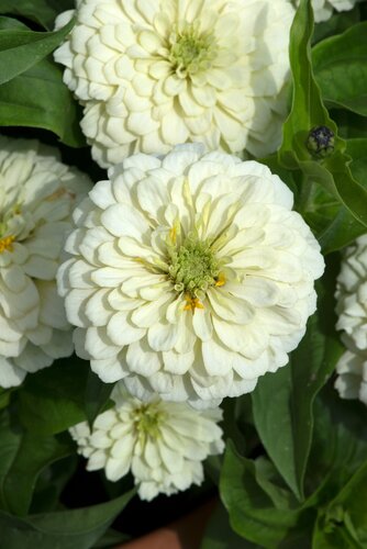 Zinnia Double White 1 Litre