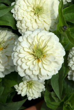 Zinnia Double White 1 Litre