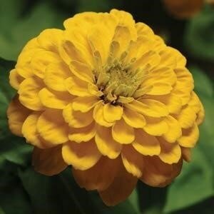 Zinnia Double Yellow Jumbo Six Pack