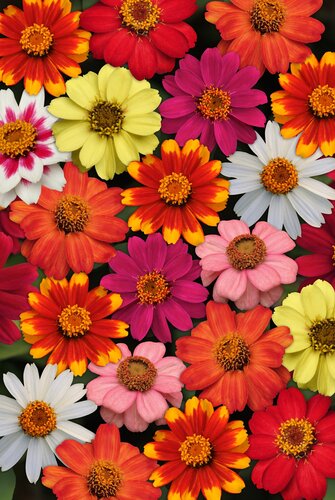 Zinnia Mixed Six Pack