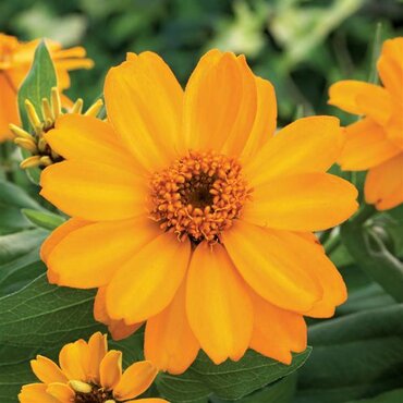 Zinnia Orange 1 Litre