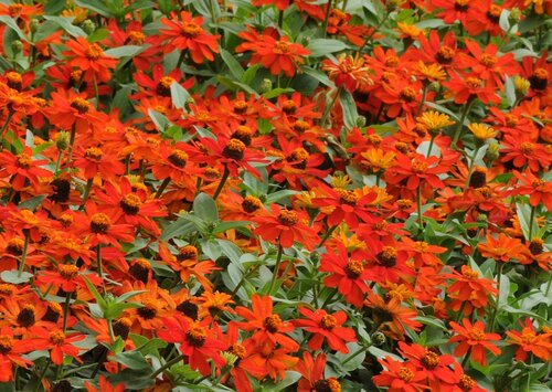 Zinnia Orange Six Pack