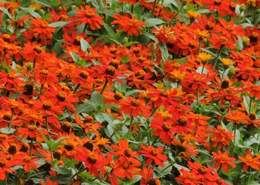 Zinnia Orange Six Pack