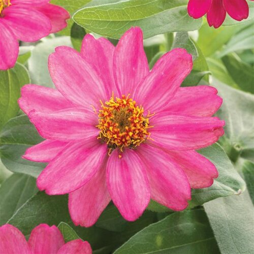 Zinnia Pink 1 Litre