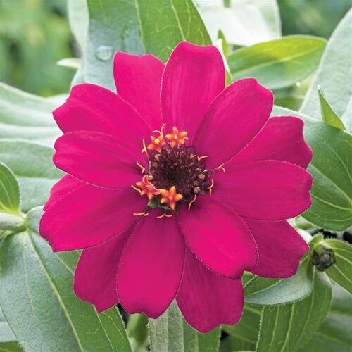 Zinnia Purple 1 Litre