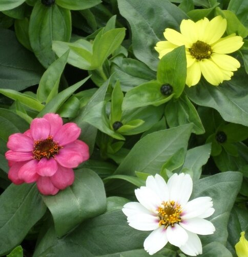Zinnia Raspberry Lemonade Jumbo Six Pack
