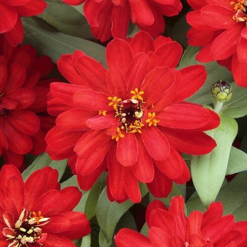 Zinnia Red 1 Litre