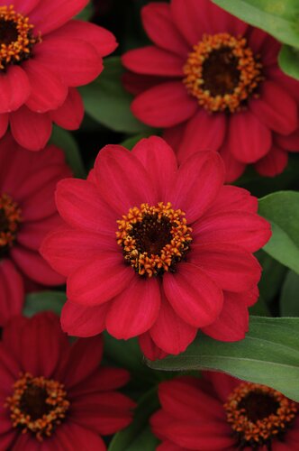 Zinnia Rose 1 Litre