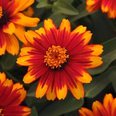 Zinnia Sunburst Jumbo Six Pack