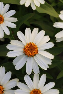 Zinnia White Six Pack