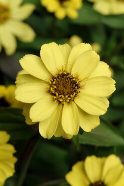 Zinnia Yellow Six Pack