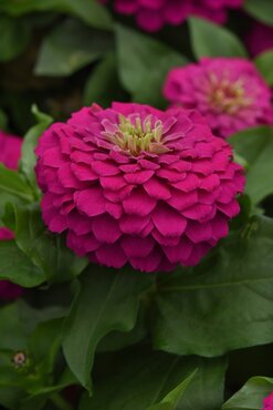 Zinnia Zesty Fuchsia 3 Litre