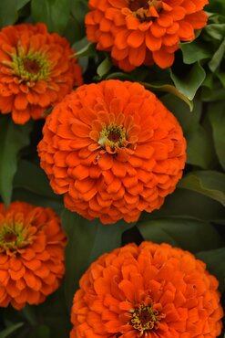 Zinnia Zesty Orange 3 Litre